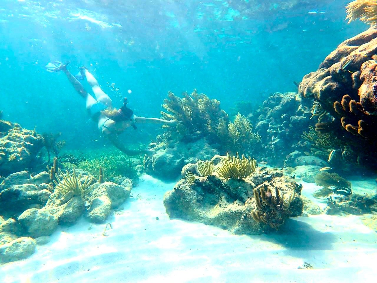 Snorkeling on the Mesoamerican Reef — 150 meters from Pronoia